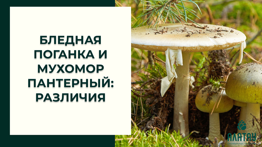 Бледная поганка и мухомор пантерный: различия Бледная поганка и мухомор пантерный: различия