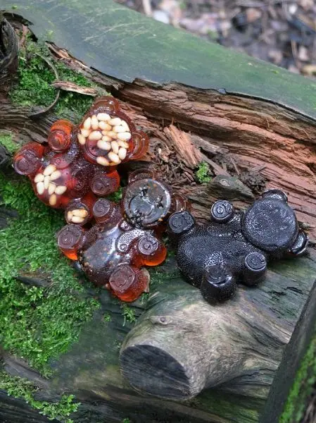 Подарочный набор мармелада «Три медведя» 3 шт