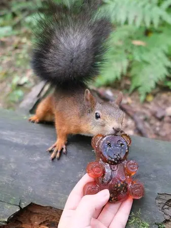 Мармелад сосновый МИШКА на пектине с сосновой шишкой